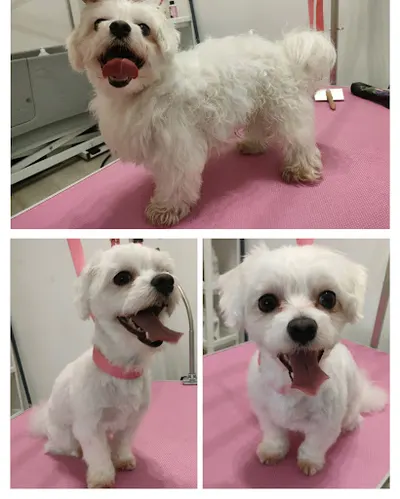 Minnie Salonik groomerski i artykuły dla zwierząt